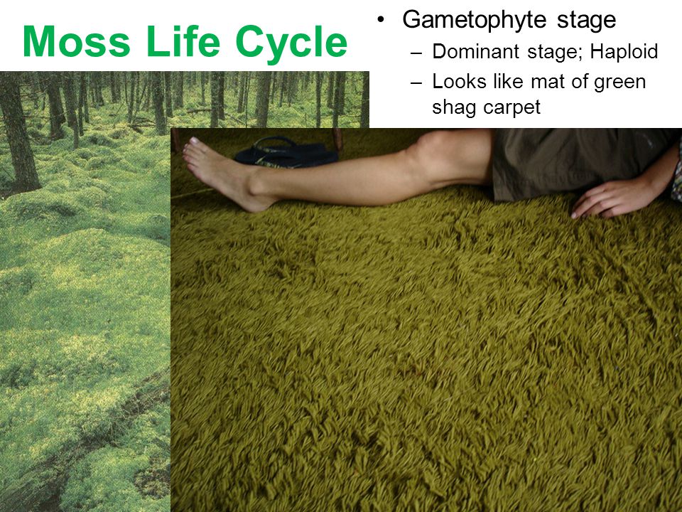 Moss Life Cycle Gametophyte stage Dominant stage; Haploid