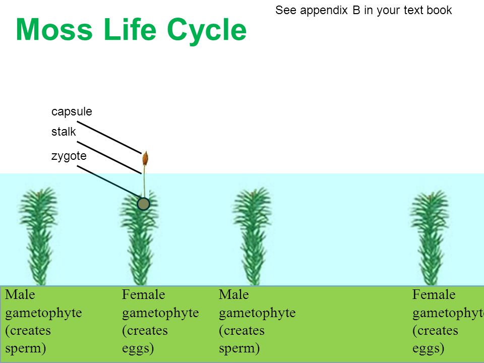 Moss Life Cycle Male gametophyte (creates sperm)
