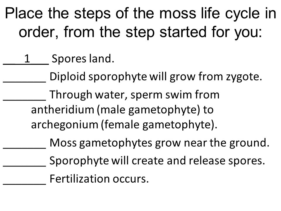 Place the steps of the moss life cycle in order, from the step started for you: