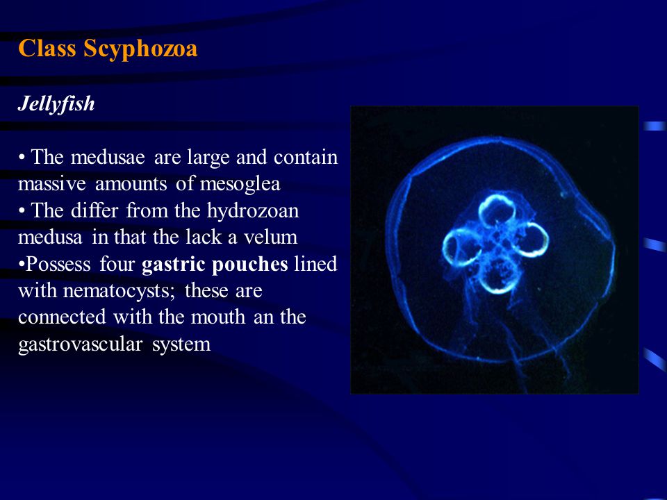 Class Scyphozoa Jellyfish