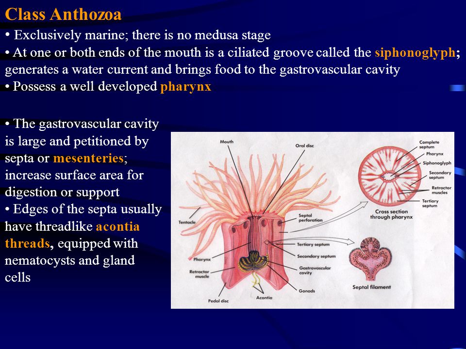 Class Anthozoa Exclusively marine; there is no medusa stage