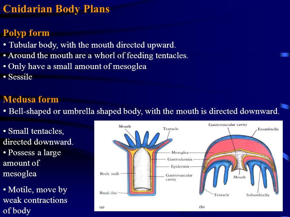 Cnidarian Body Plans Polyp form