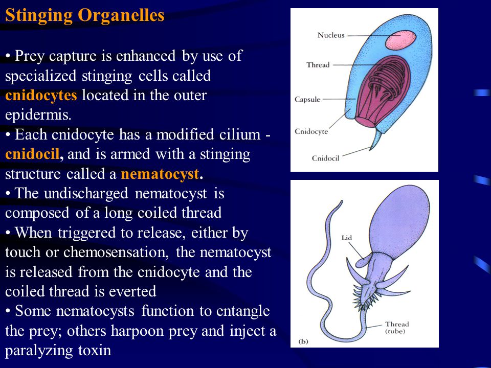 Stinging Organelles Prey capture is enhanced by use of specialized stinging cells called cnidocytes located in the outer epidermis.