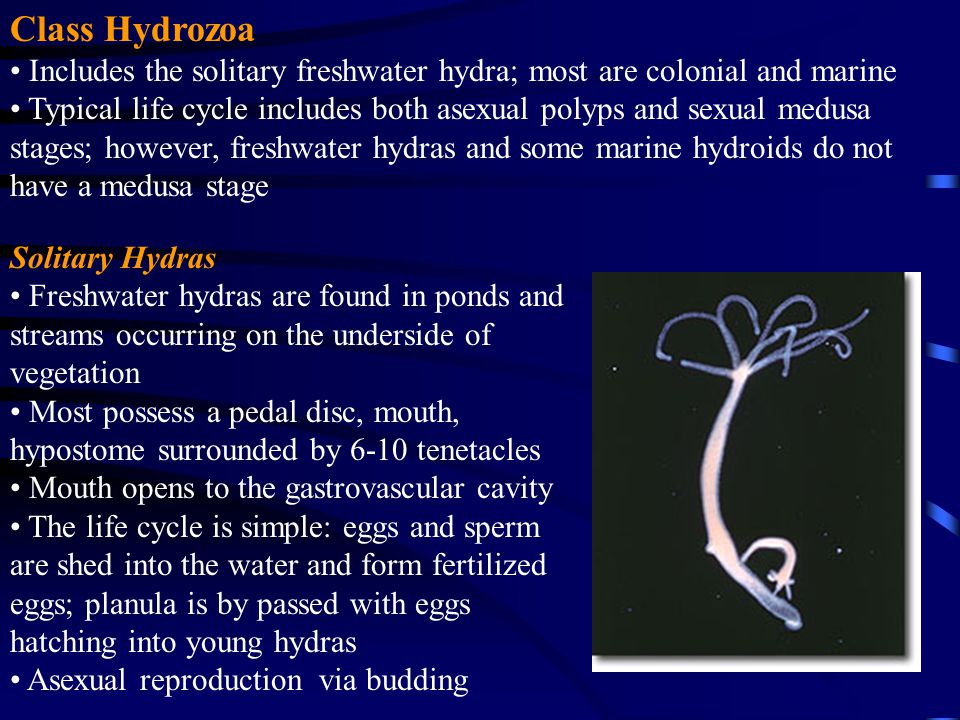Class Hydrozoa Includes the solitary freshwater hydra; most are colonial and marine.