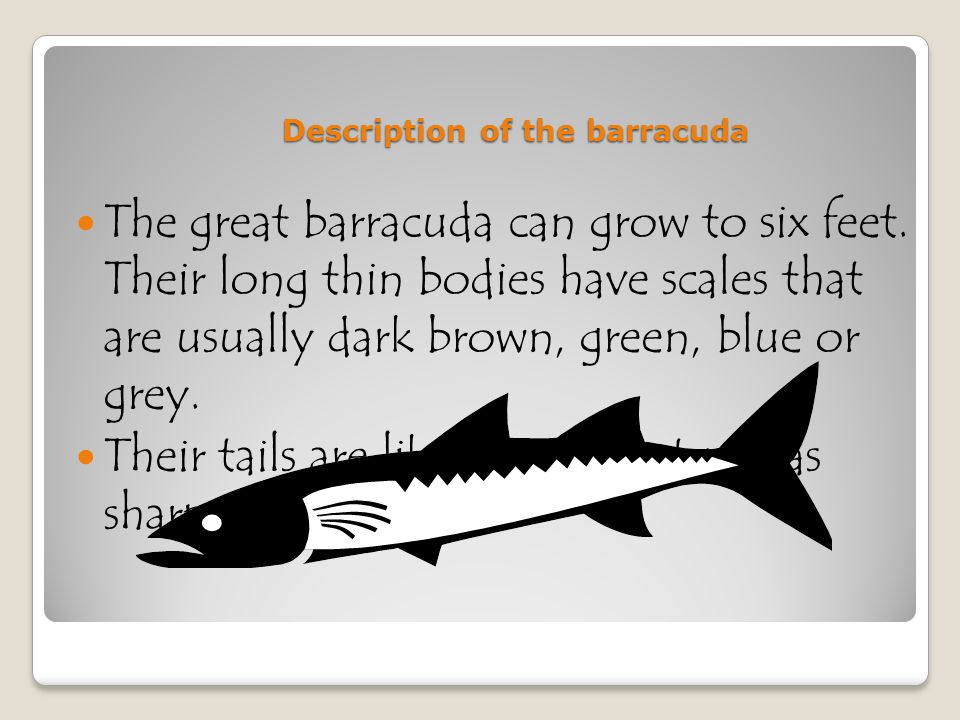 Description of the barracuda
