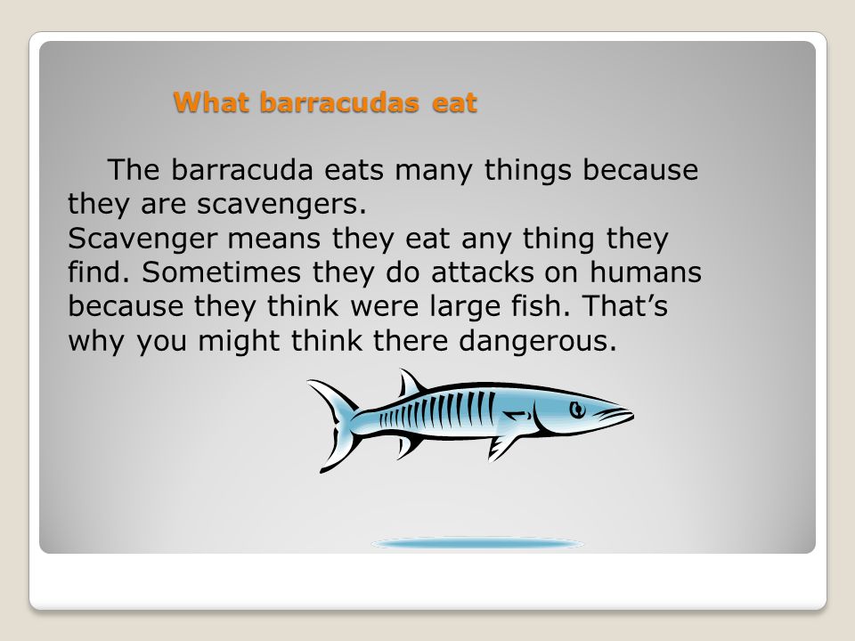 The barracuda eats many things because they are scavengers.
