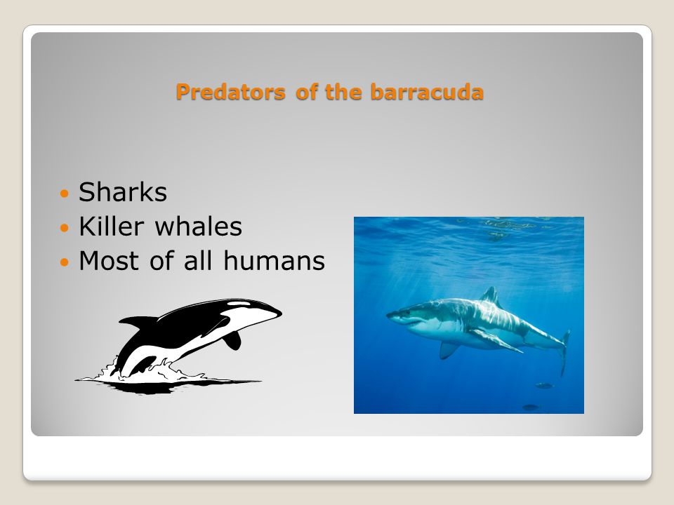 Predators of the barracuda