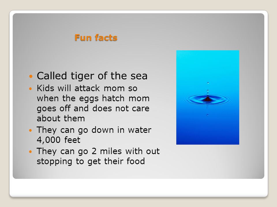 Called tiger of the sea Fun facts