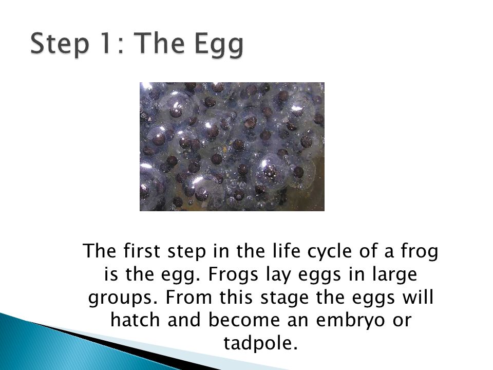 Step 1: The Egg