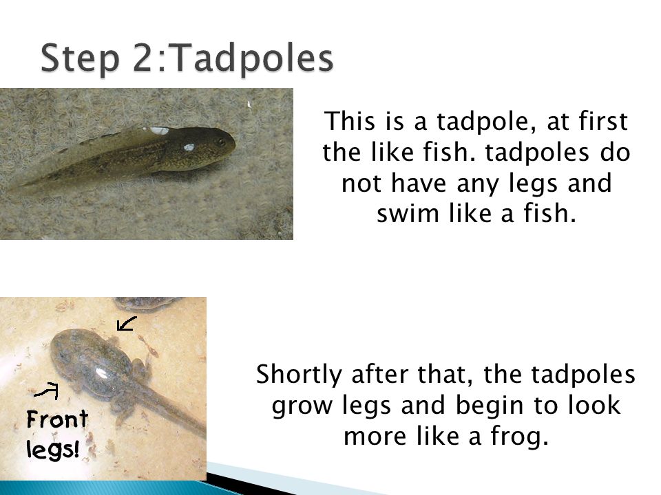 Step 2:Tadpoles This is a tadpole, at first the like fish. tadpoles do not have any legs and swim like a fish.