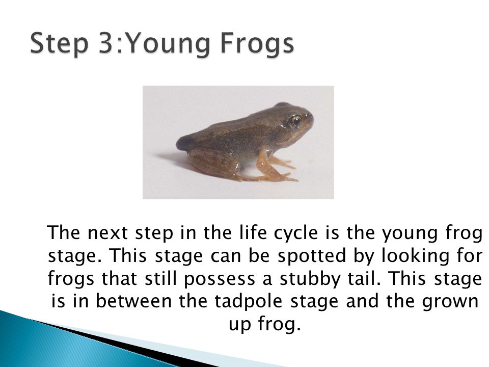 Step 3:Young Frogs