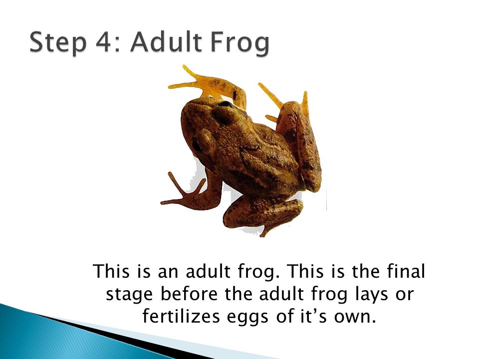 Step 4: Adult Frog This is an adult frog.