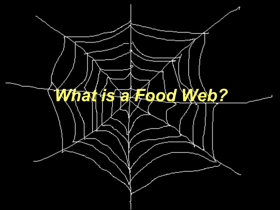 What is a Food Web