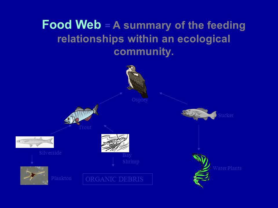 Food Web = A summary of the feeding relationships within an ecological community.