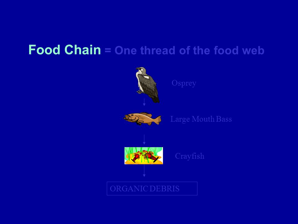 Food Chain = One thread of the food web