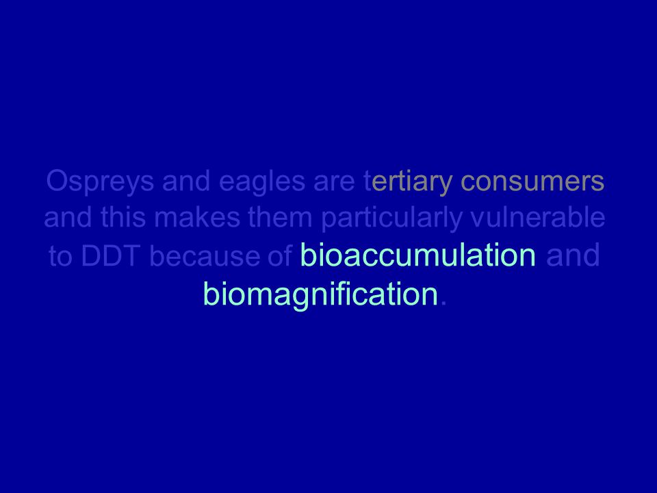 Ospreys and eagles are tertiary consumers and this makes them particularly vulnerable to DDT because of bioaccumulation and biomagnification.