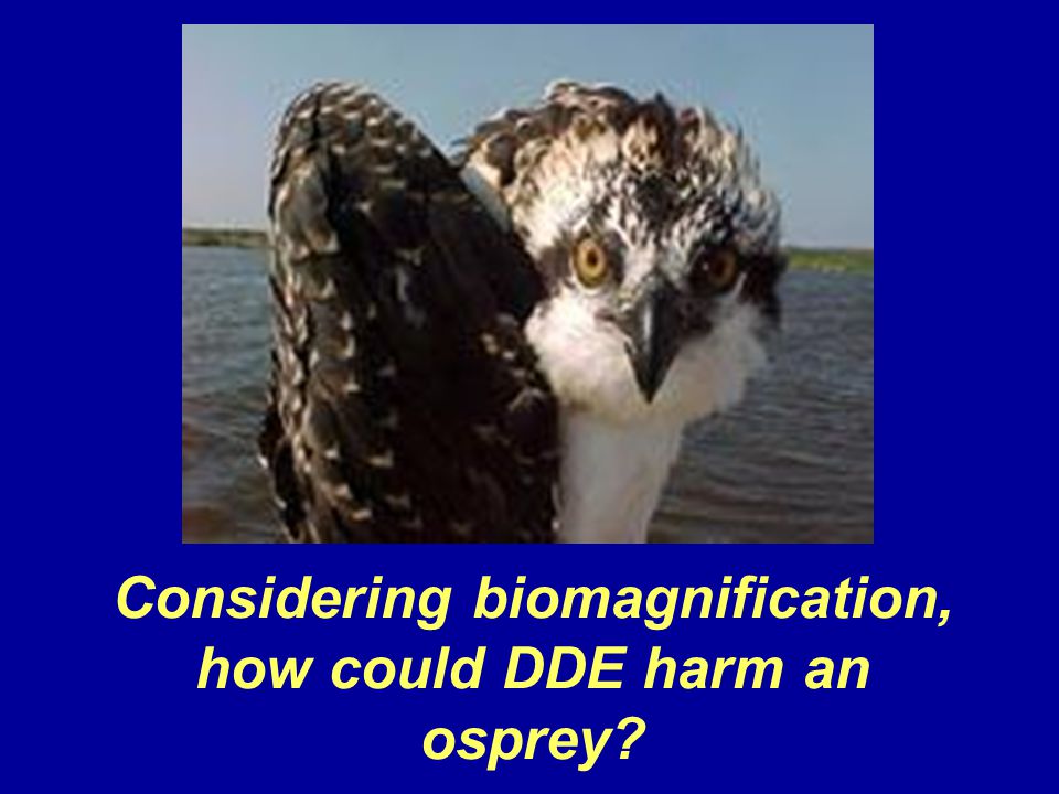Considering biomagnification, how could DDE harm an osprey