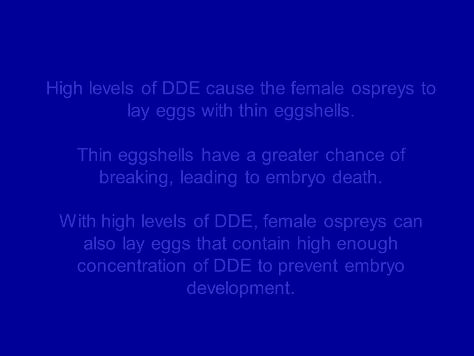 High levels of DDE cause the female ospreys to lay eggs with thin eggshells. Thin eggshells have a greater chance of breaking, leading to embryo death. With high levels of DDE, female ospreys can also lay eggs that contain high enough concentration of DDE to prevent embryo development.