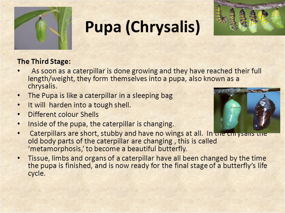 Pupa (Chrysalis) The Third Stage: