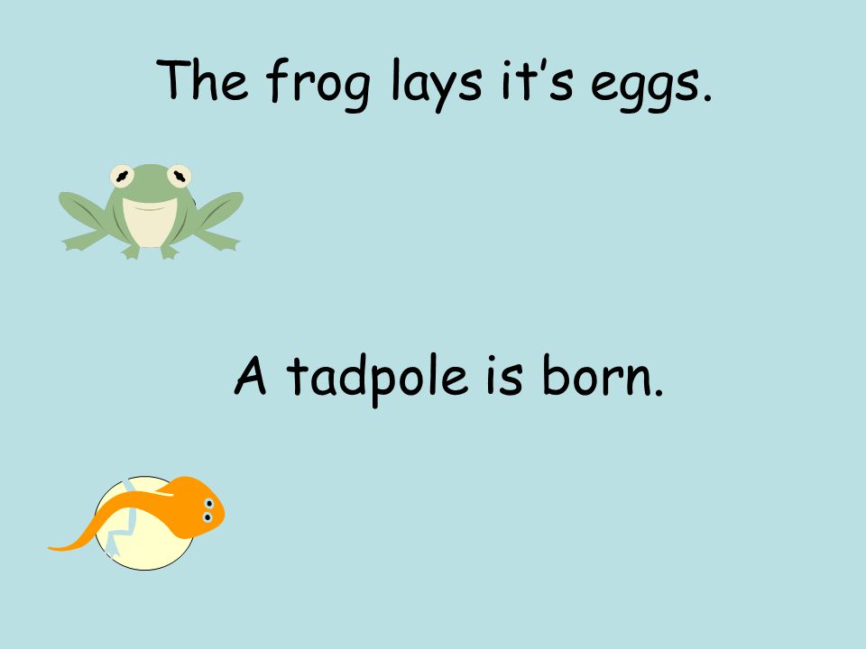The frog lays it’s eggs. A tadpole is born.