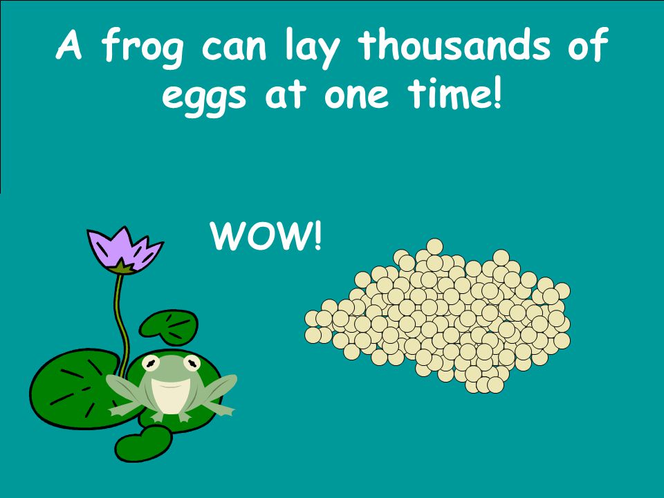 A frog can lay thousands of eggs at one time!