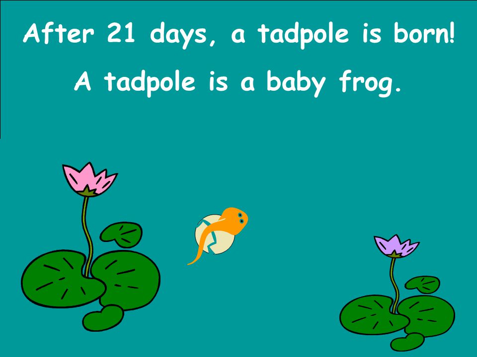 After 21 days, a tadpole is born!