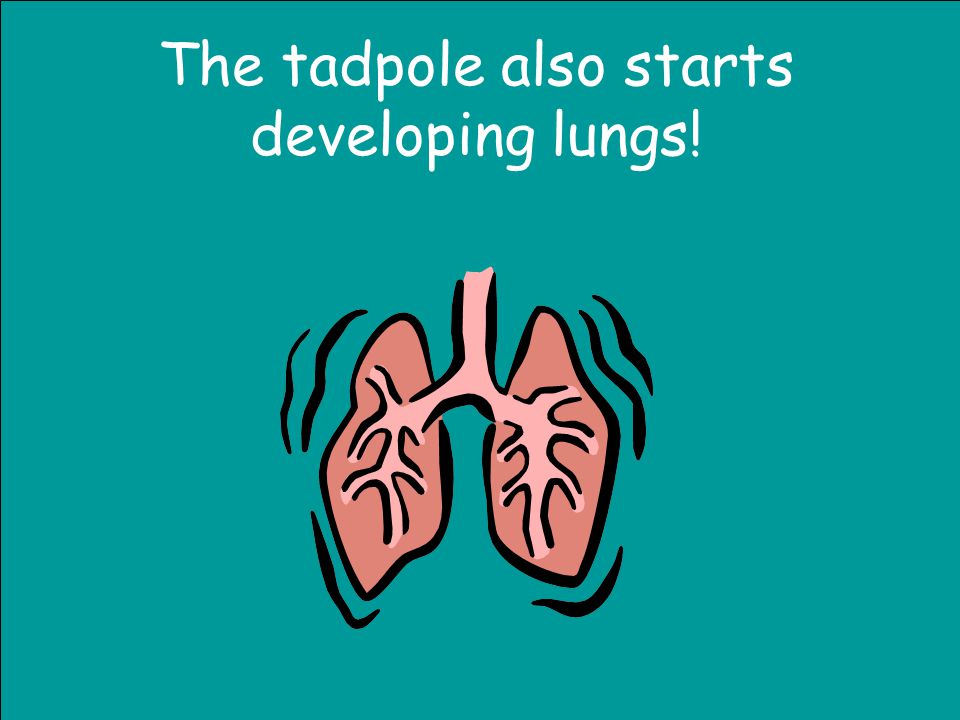The tadpole also starts developing lungs!