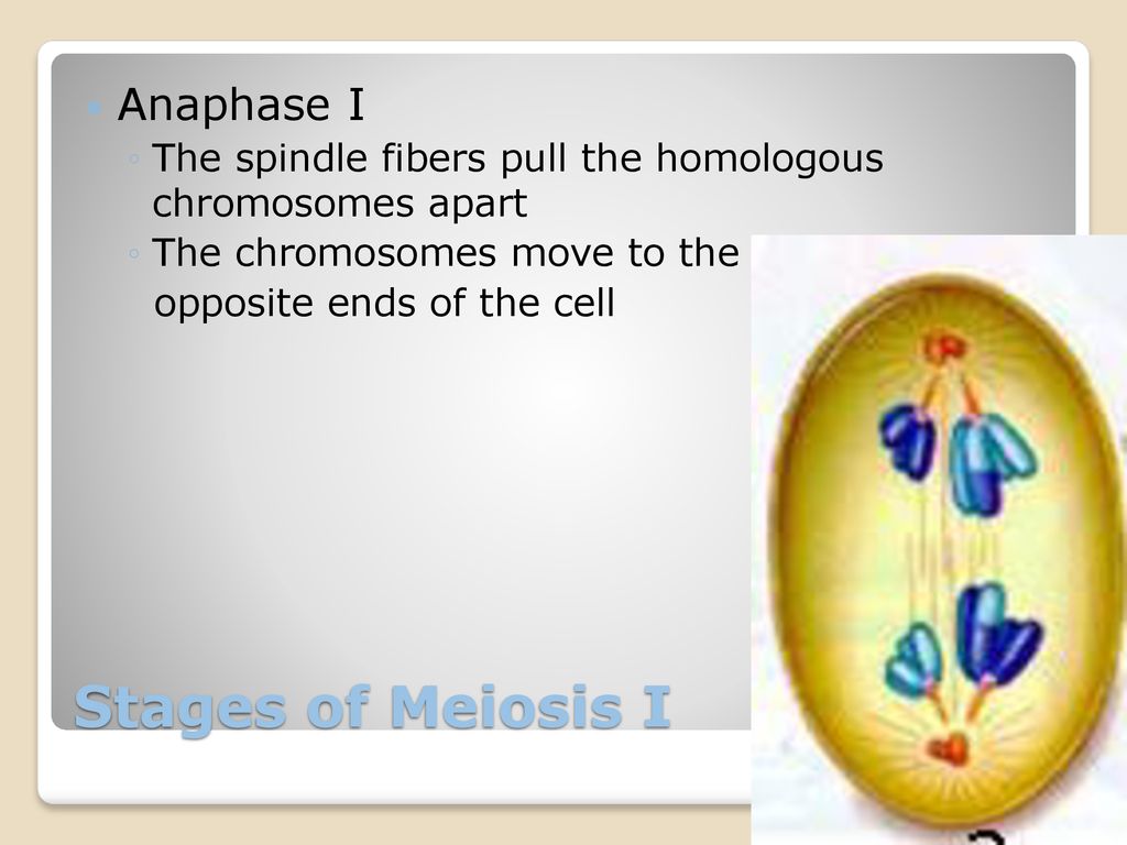9 stages of meiosis