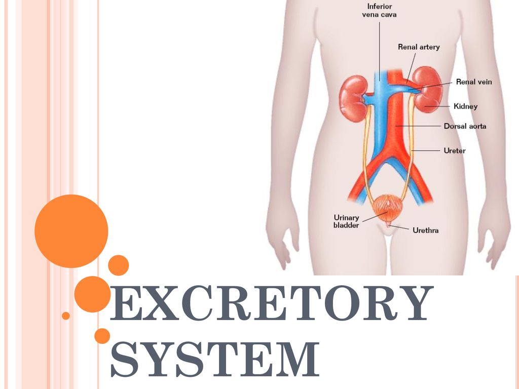 EXCRETORY SYSTEM