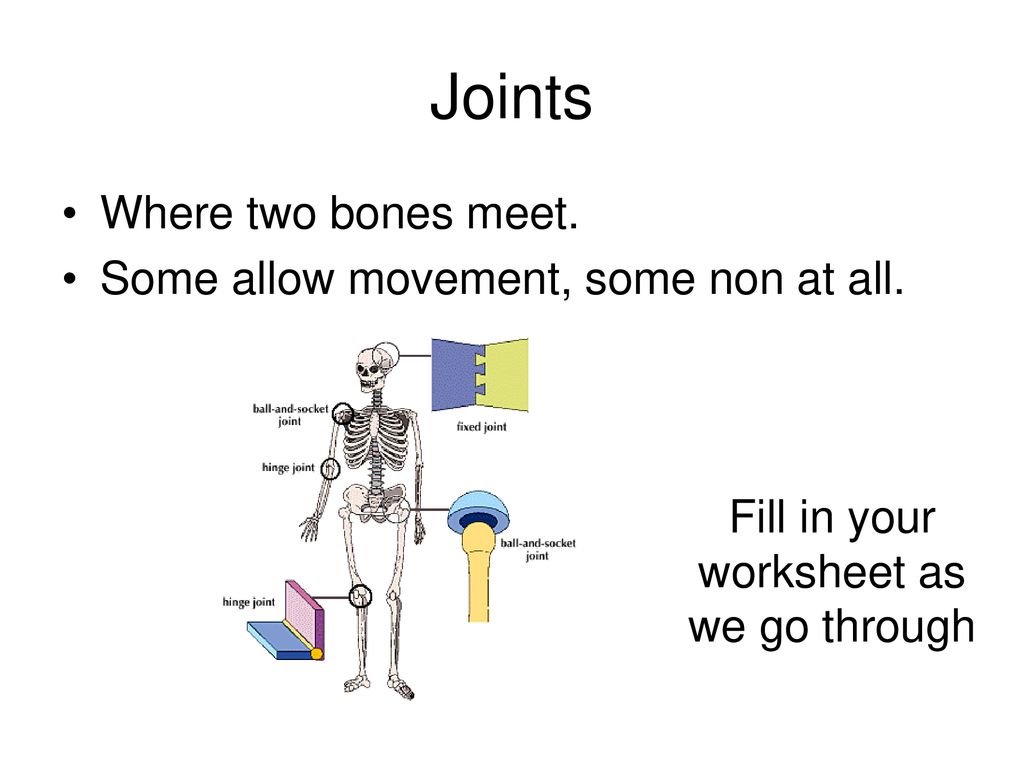 Year 25: Joints, Muscles and Bones - ppt download Intended For Joints And Movement Worksheet