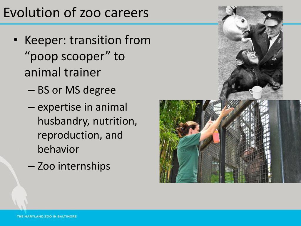 Anesthesia in a Zoo Setting - ppt download