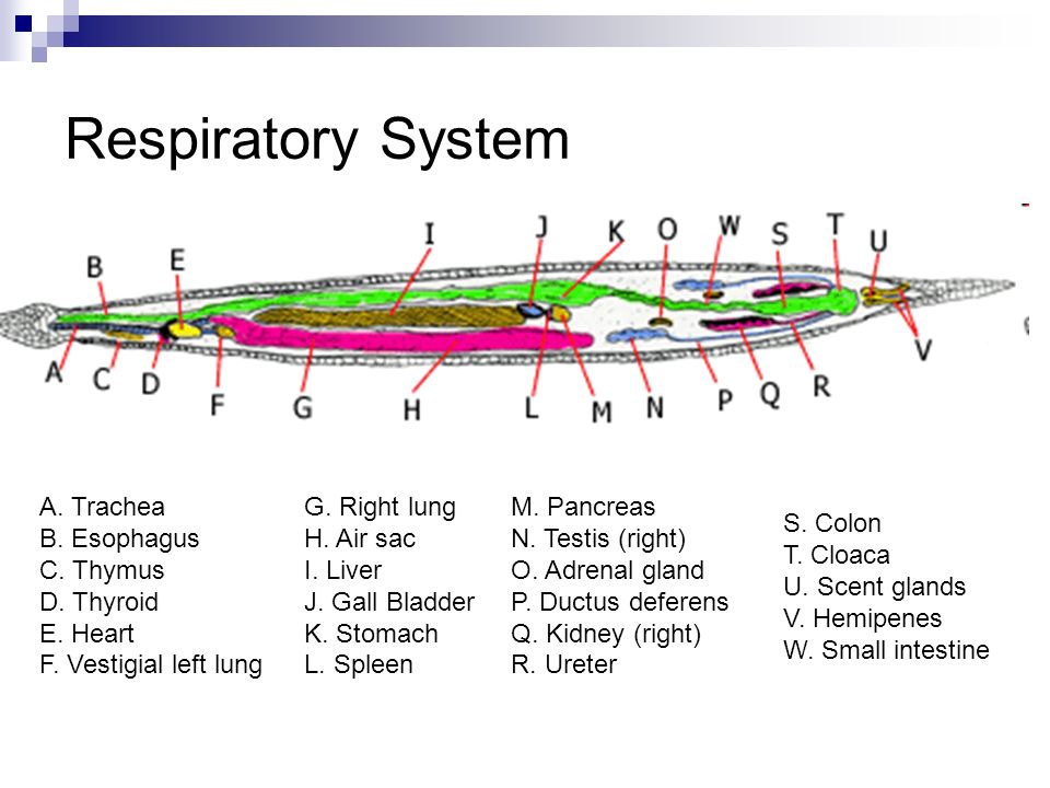 http://slideplayer.com/slide/219199/1/images/5/Respiratory+System+A.+Trachea+B.+Esophagus+C.+Thymus+D.+Thyroid+E.+Heart+F.+Vestigial+left+lung..jpg