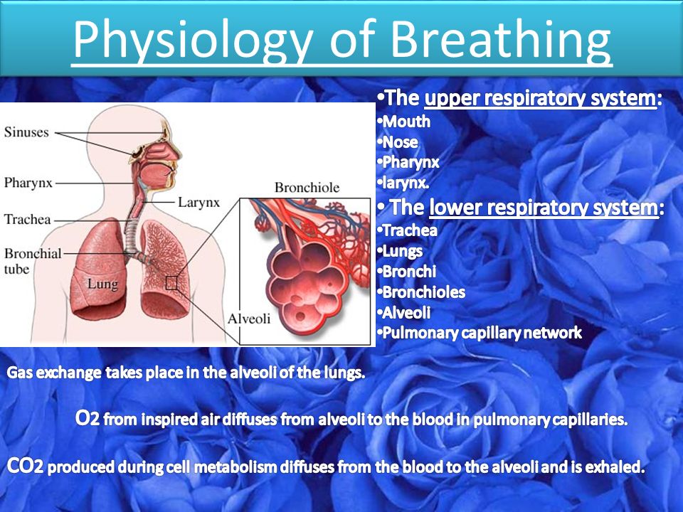 Physiology of Breathing