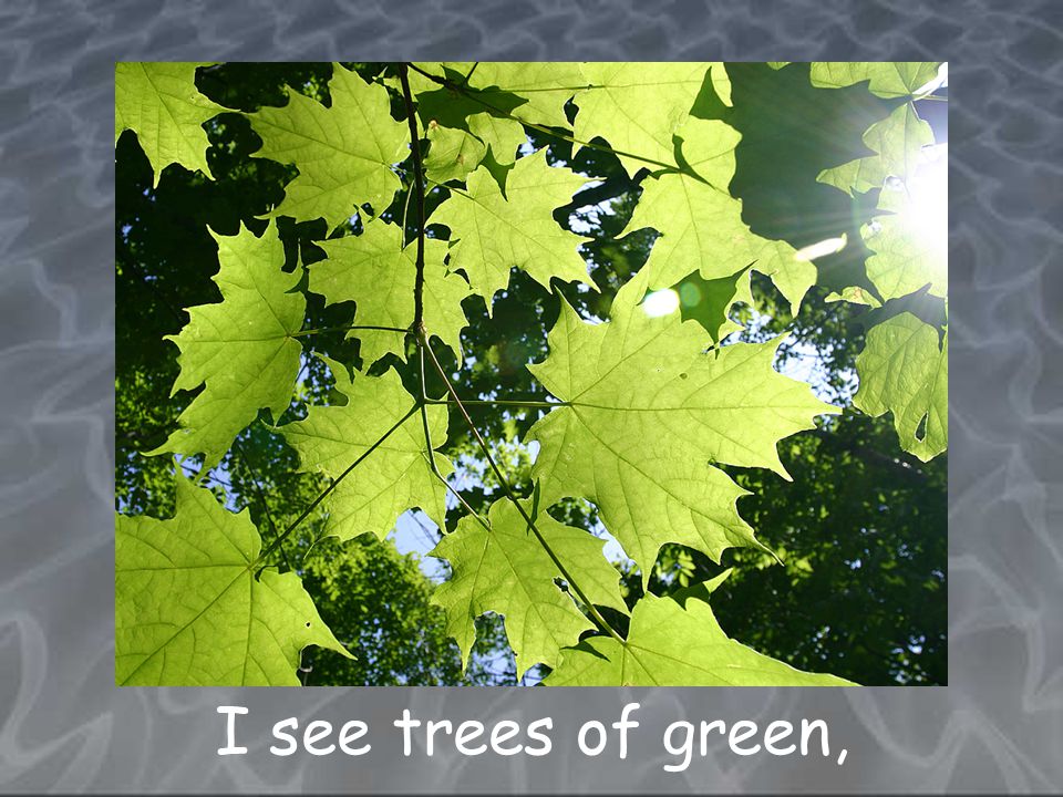I see trees of green,