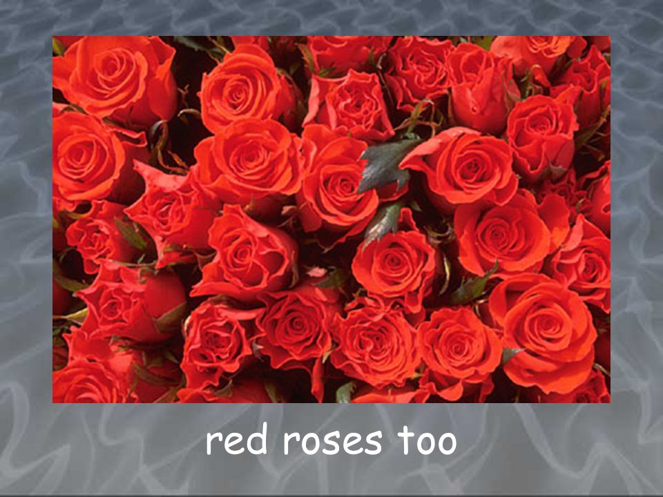 red roses too