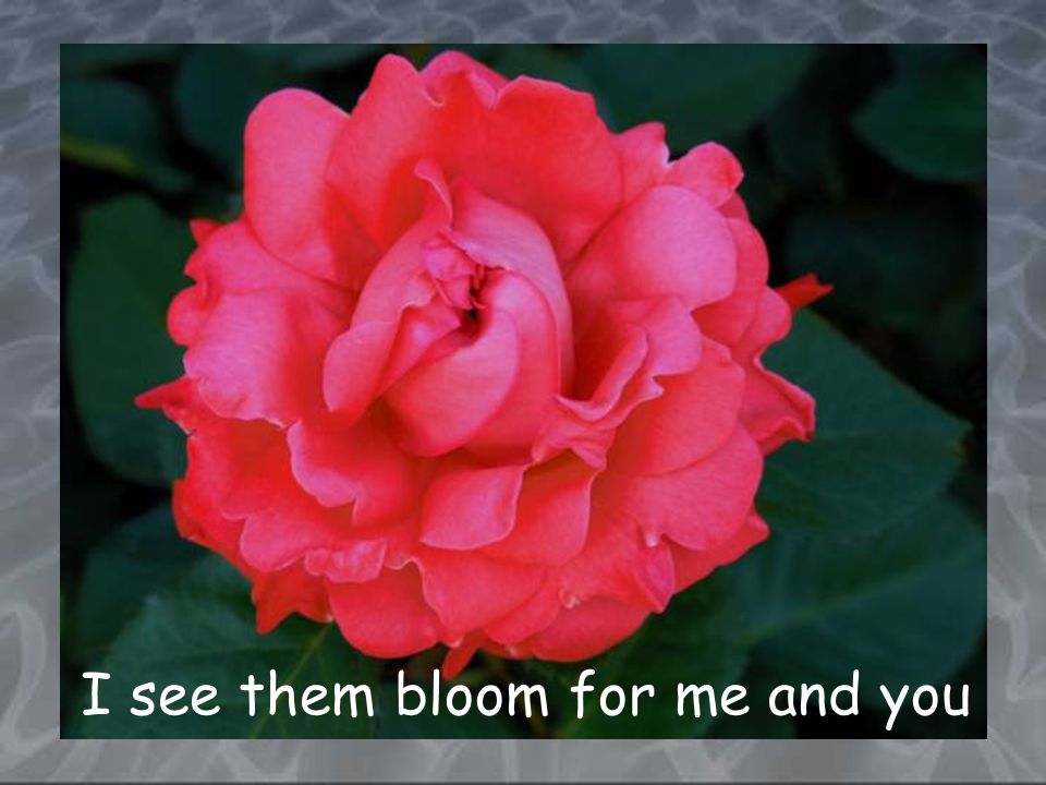 I see them bloom for me and you