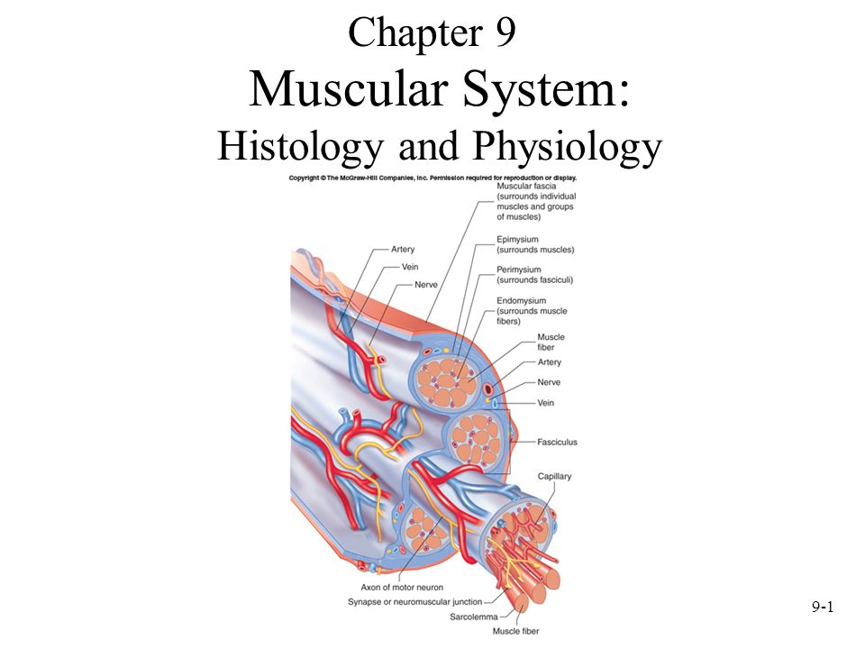 Muscular System: Histology and Physiology