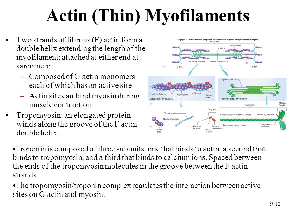 Actin (Thin) Myofilaments