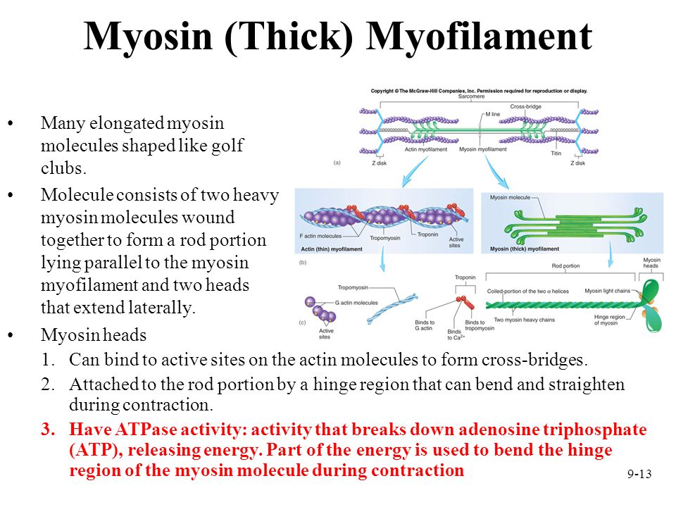 Myosin (Thick) Myofilament