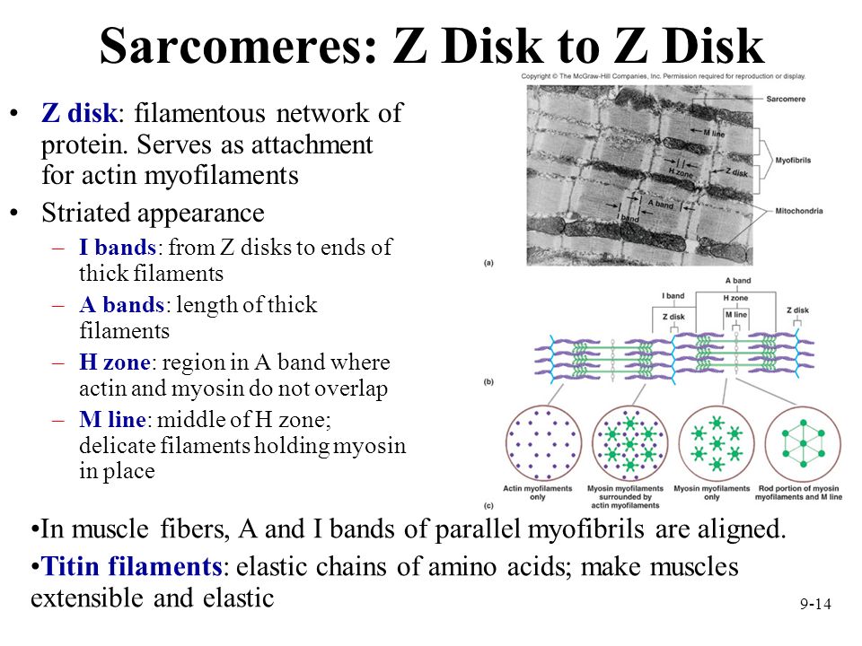 Sarcomeres: Z Disk to Z Disk