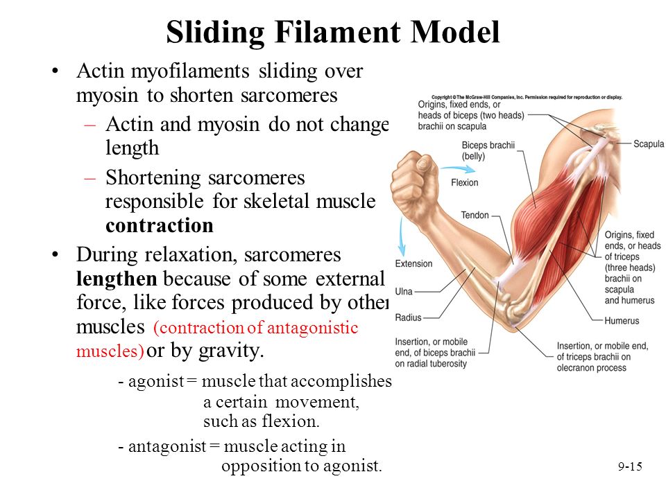 Sliding Filament Model