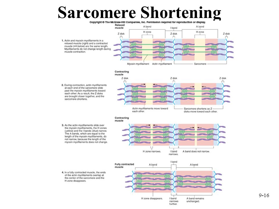 Sarcomere Shortening