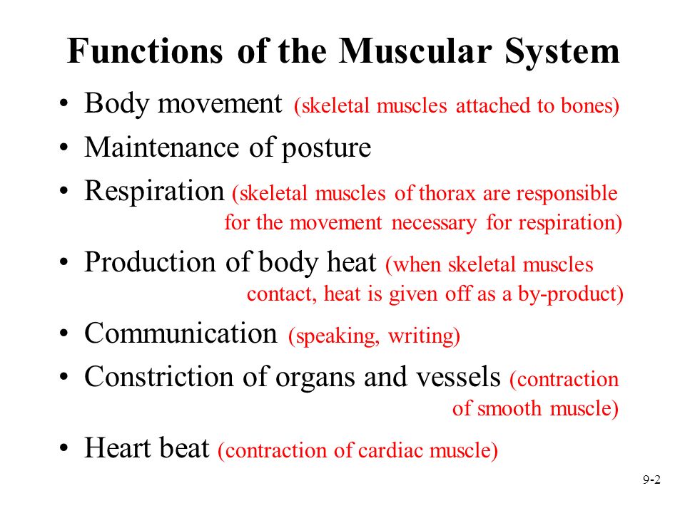 Functions of the Muscular System