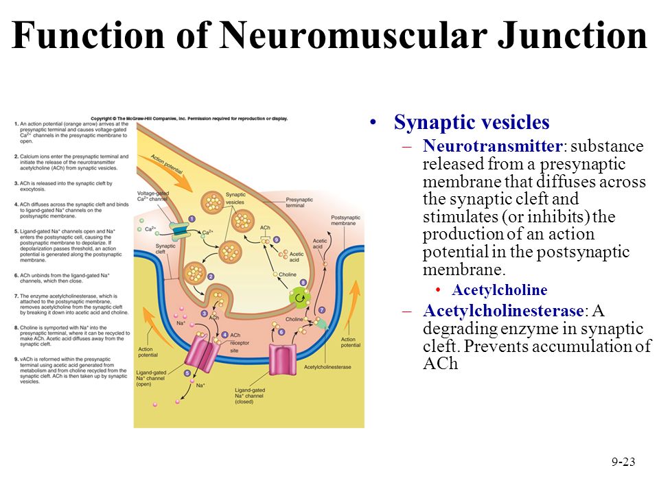 Function of Neuromuscular Junction