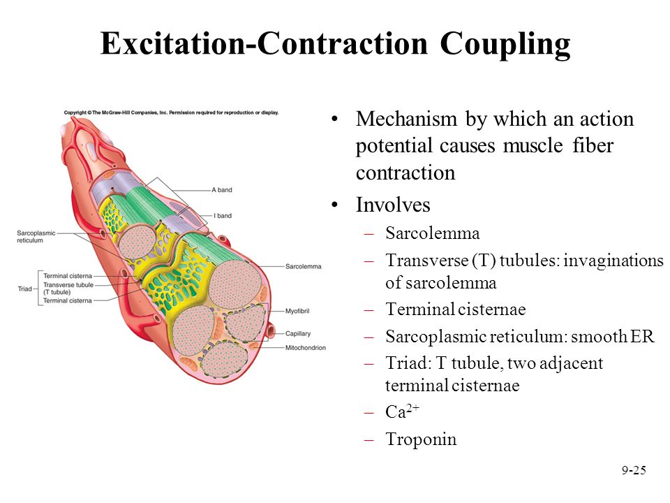 Excitation-Contraction Coupling