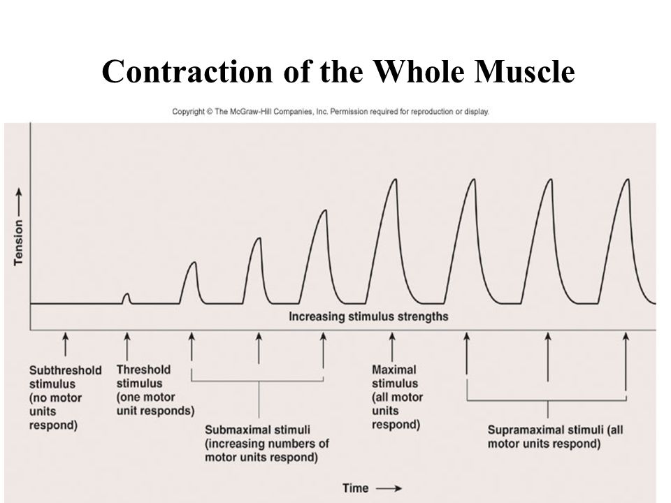 Contraction of the Whole Muscle
