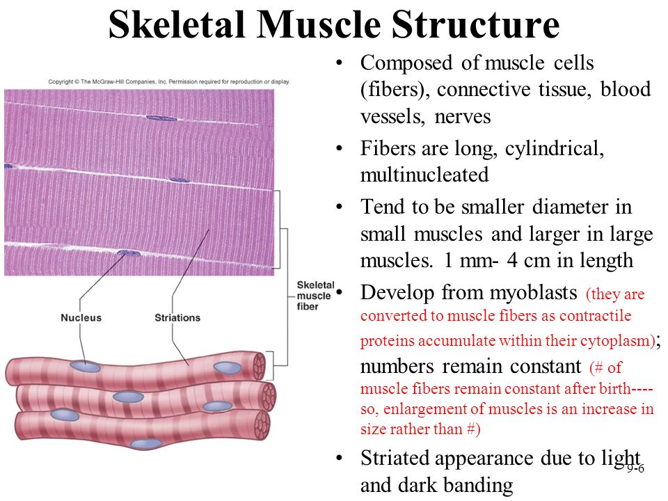 Skeletal Muscle Structure