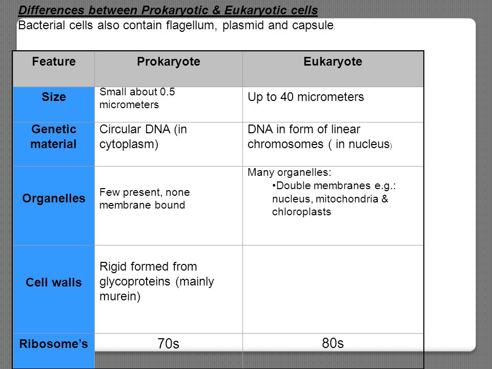 70s 80s Differences between Prokaryotic & Eukaryotic cells