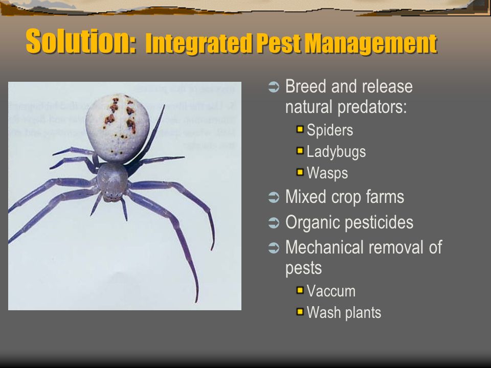 Solution: Integrated Pest Management