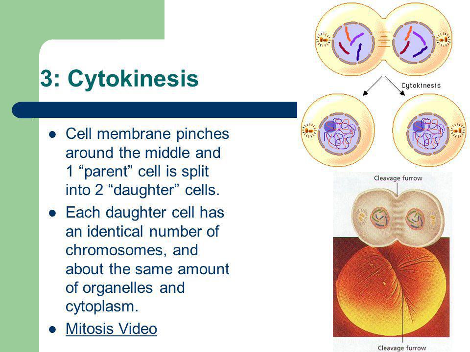 3: Cytokinesis Cell membrane pinches around the middle and 1 parent cell is split into 2 daughter cells.